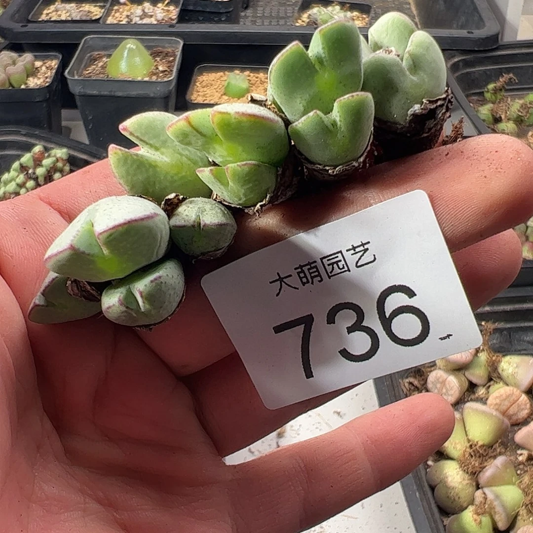 一物一拍脱土发。    736