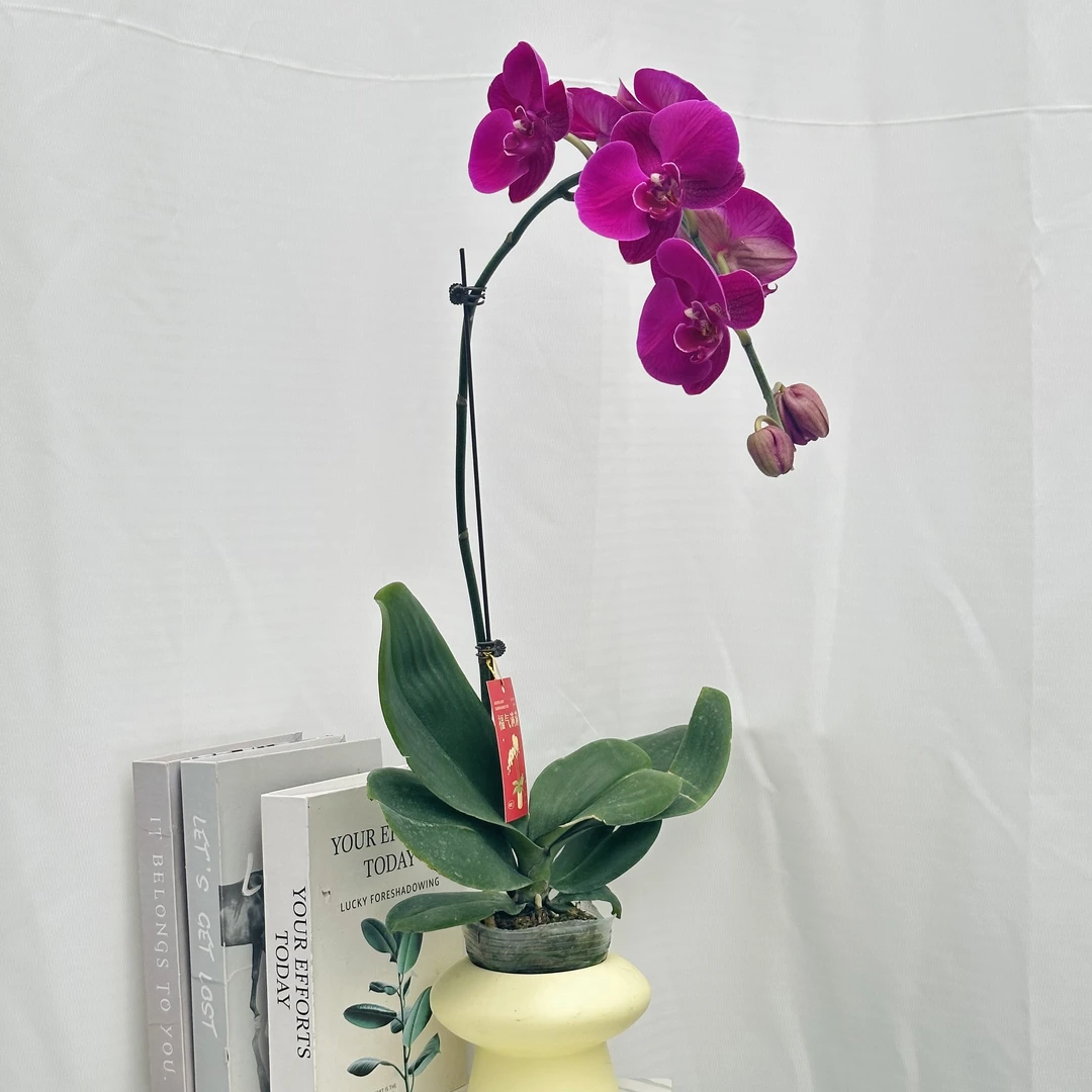 蝴蝶兰《大辣椒》大红大紫紫气东来年度爆款  2颗包邮