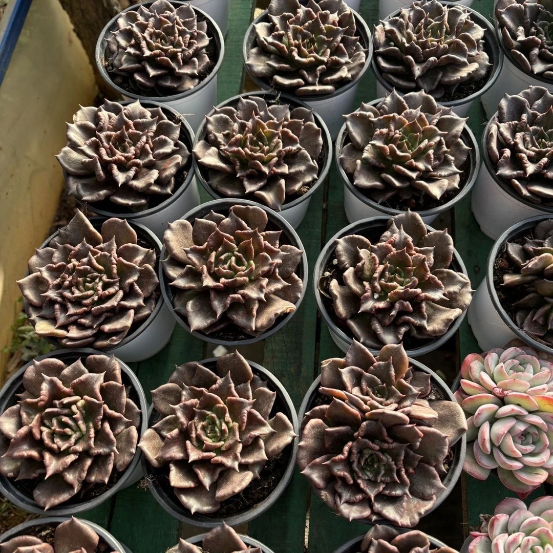 （1元包邮满18有赠品发货快）黑饺子皮 6-7cm  多肉植物 为准