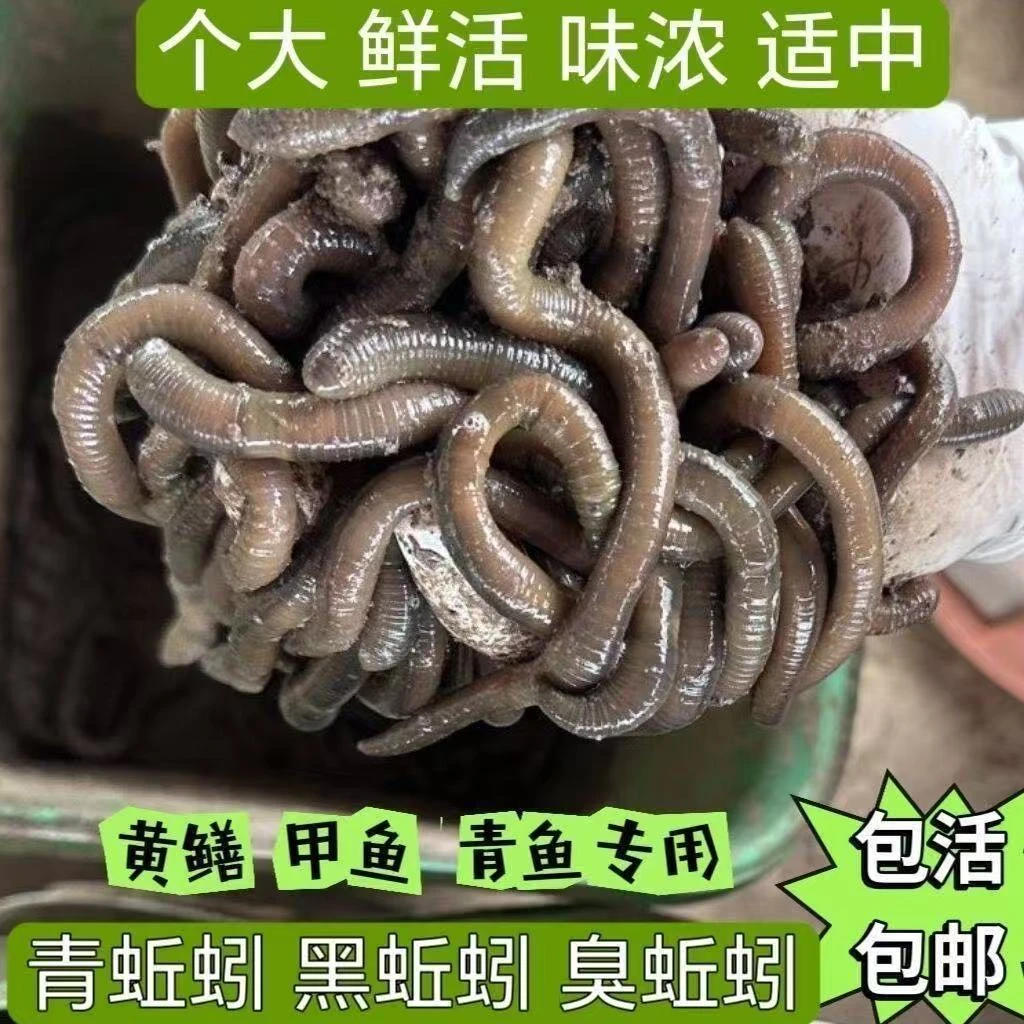 青蚯蚓鲜活黑蚯蚓钓黄饵活体垂钓养殖基地直发鳝鱼
