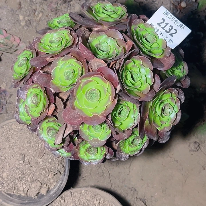 2132魅金玫瑰多肉植物