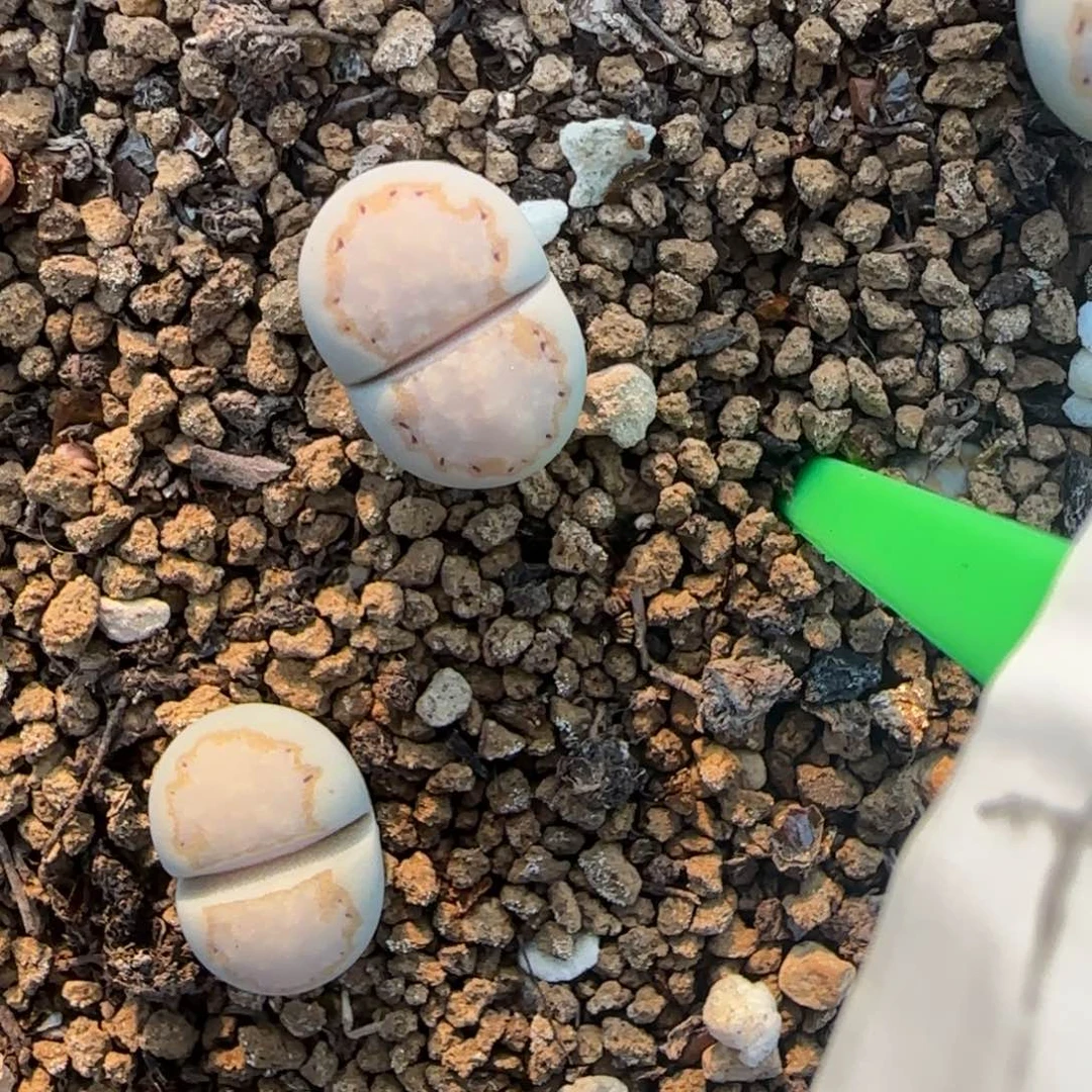 004二蜕饼干216大棚直播