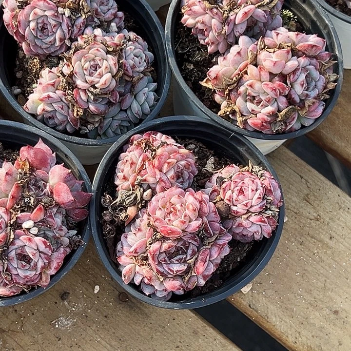 糖心          天鹅绒