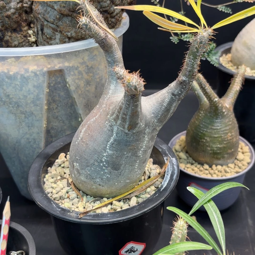 象牙宫熟桩带盆土