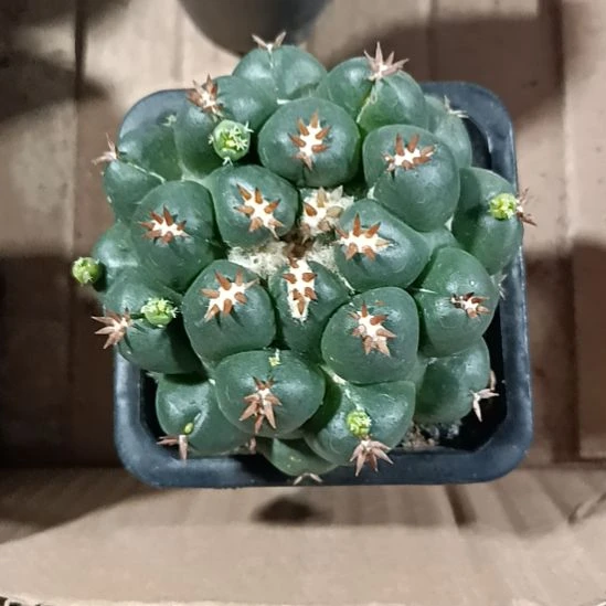 花花世界迷人眼球球好养