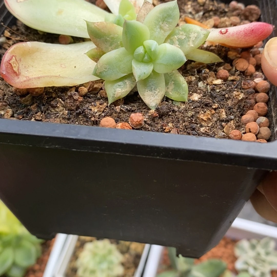 石**生多肉多肉多肉