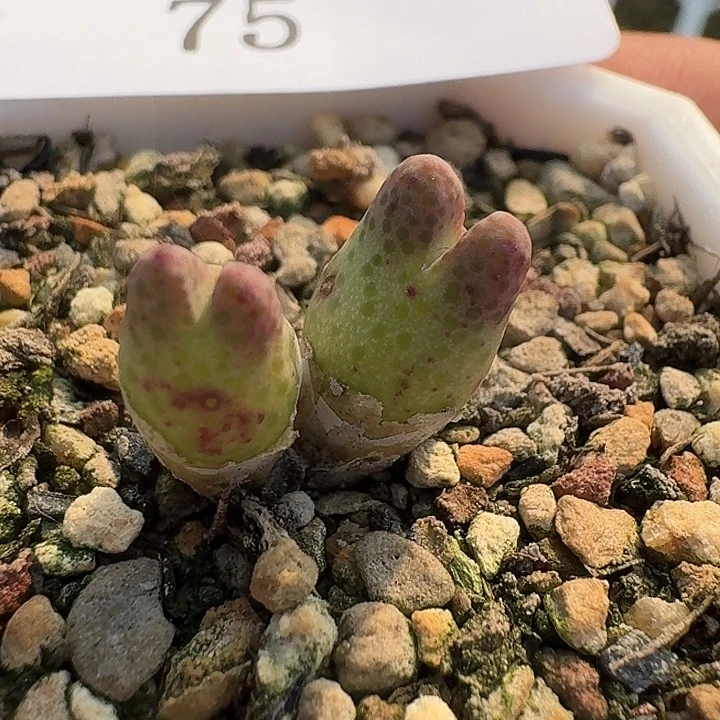 75 火龙果斑马。