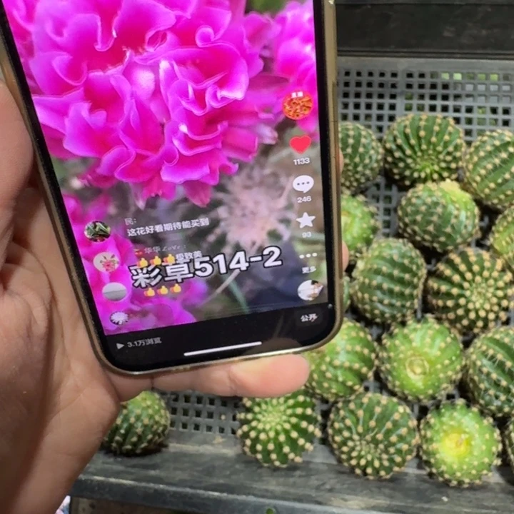 331彩草514.2嫣然无根侧牙4公分左右，20包邮