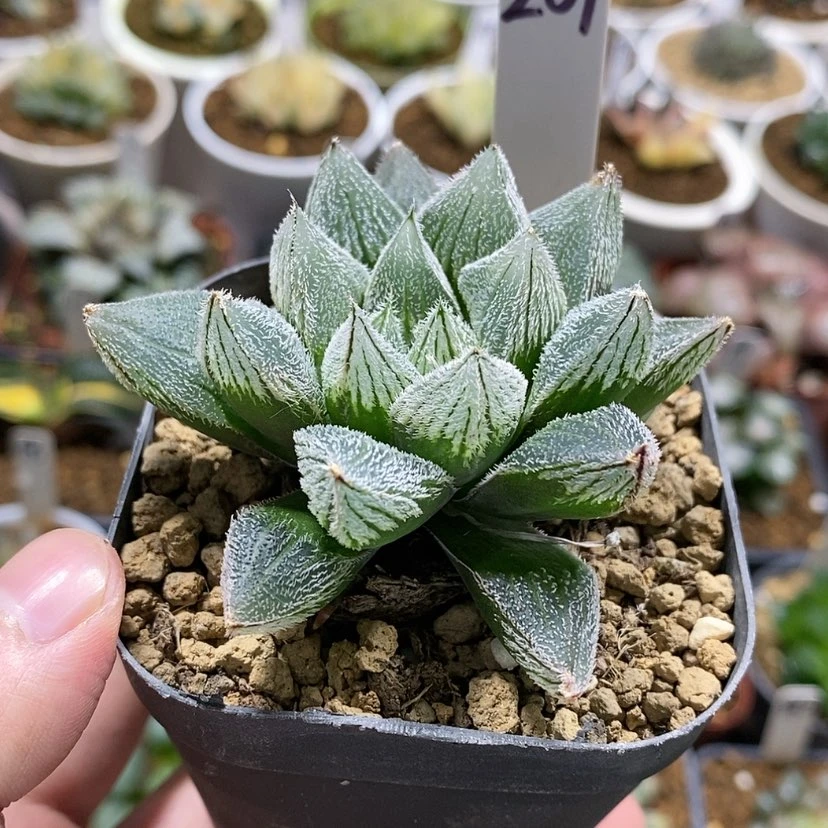 【闪购商品】209狐狸