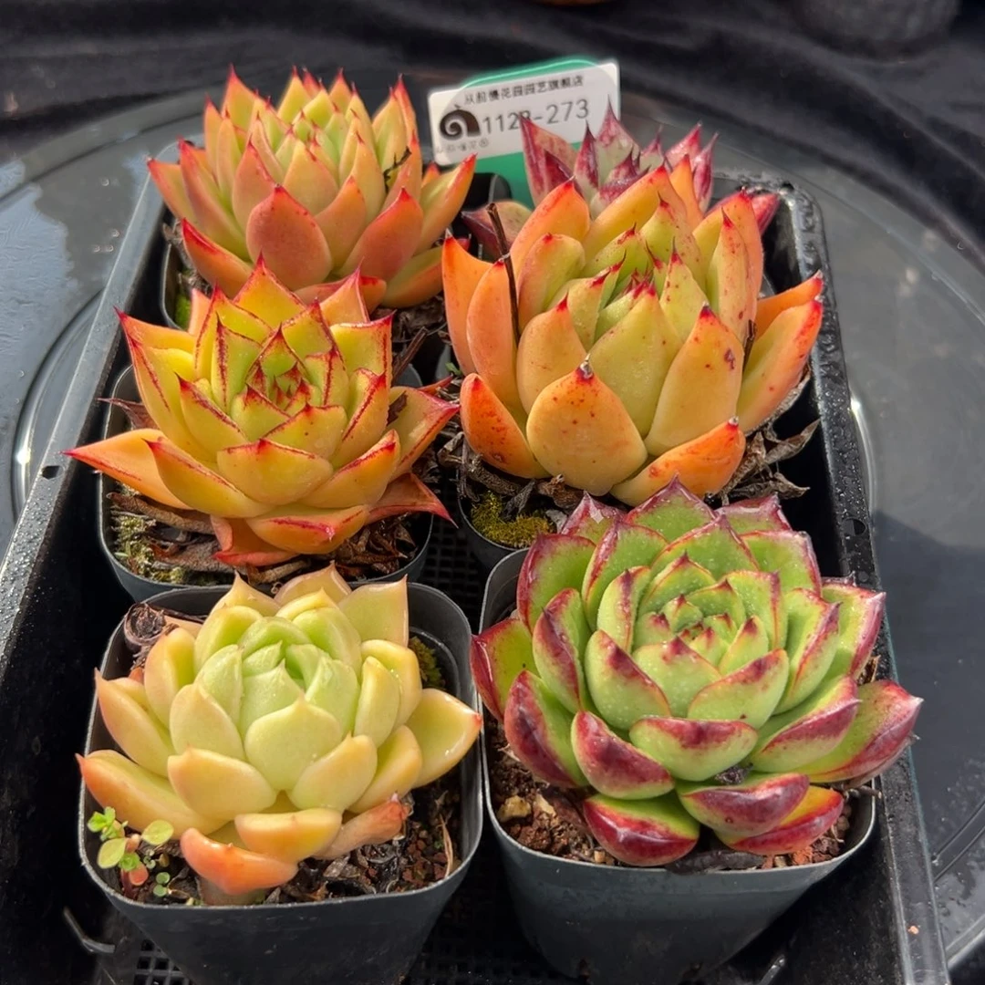 从前慢花园多肉编号1123-273