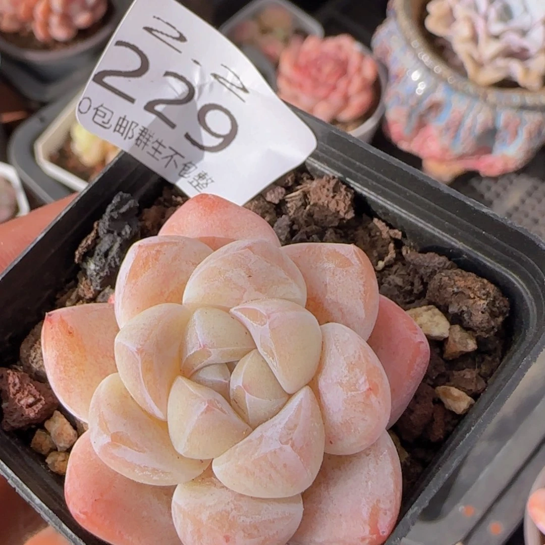 冰玉单头一颗脱土发货