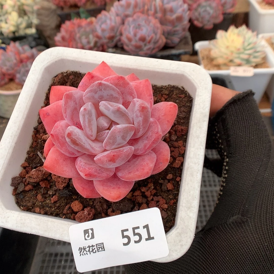 551雪天使多肉植物6666