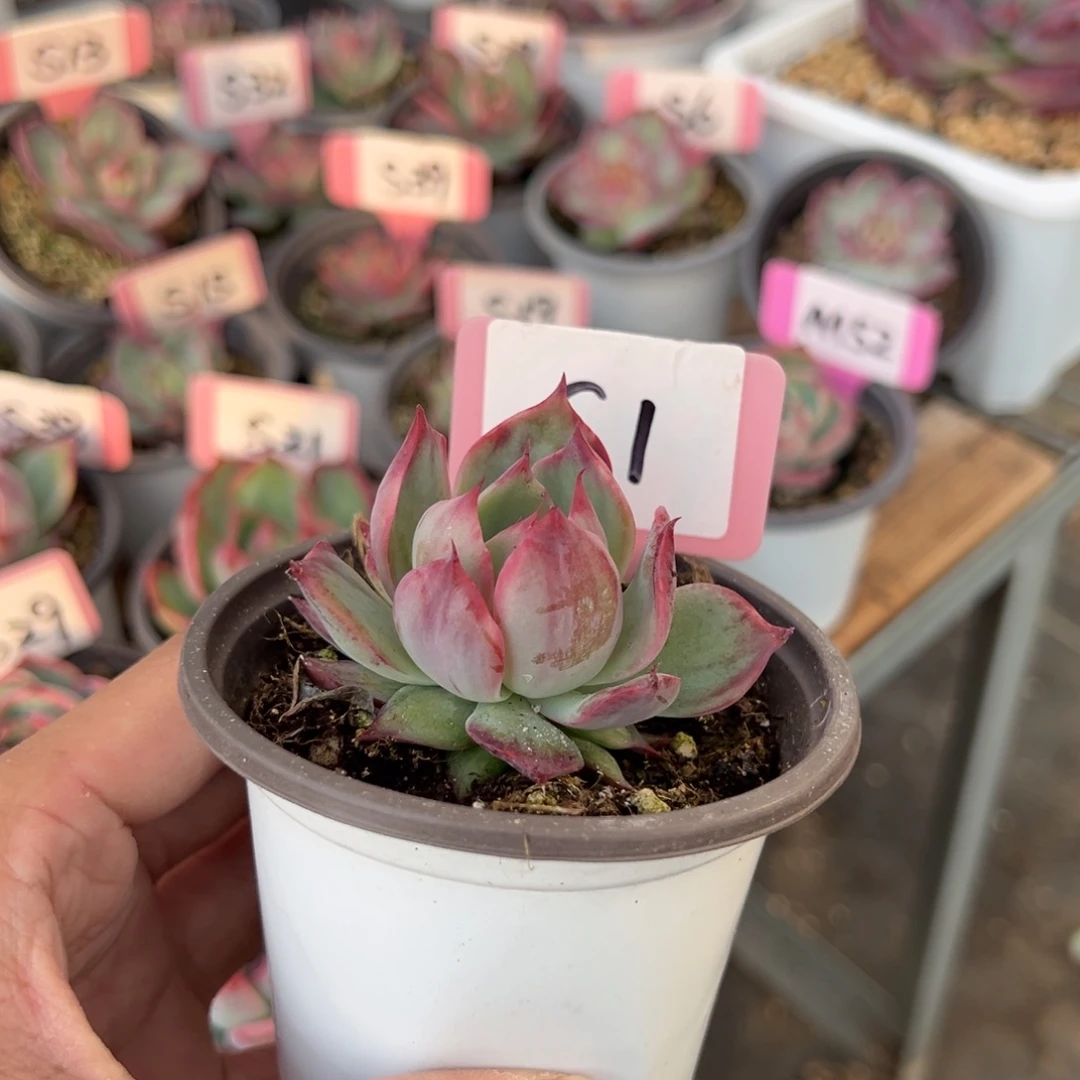 重****肉S1惊鸿单头多肉