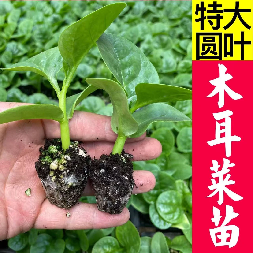 大圆叶木耳菜苗阳台盆栽幼苗耐热耐高温蔬菜秧苗四季种植多次采摘