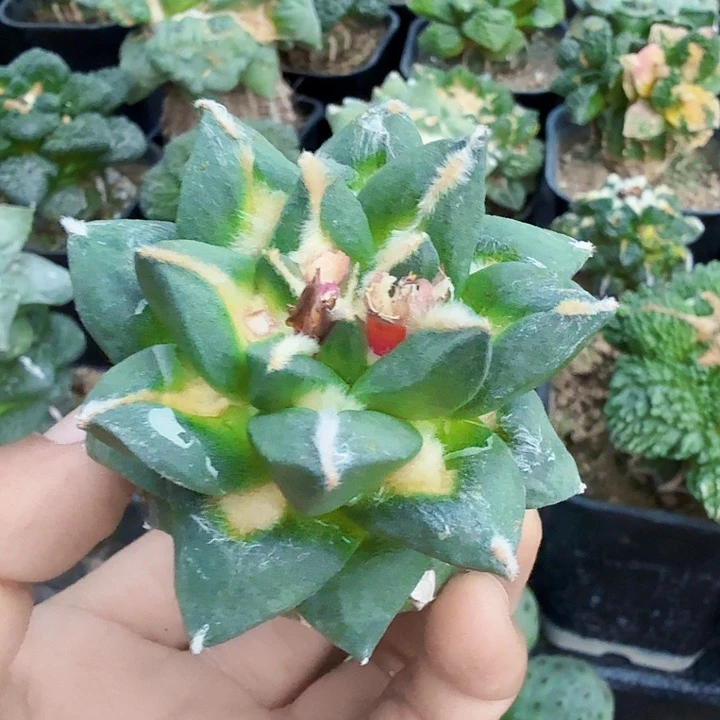 无花朵448龙牙牡丹