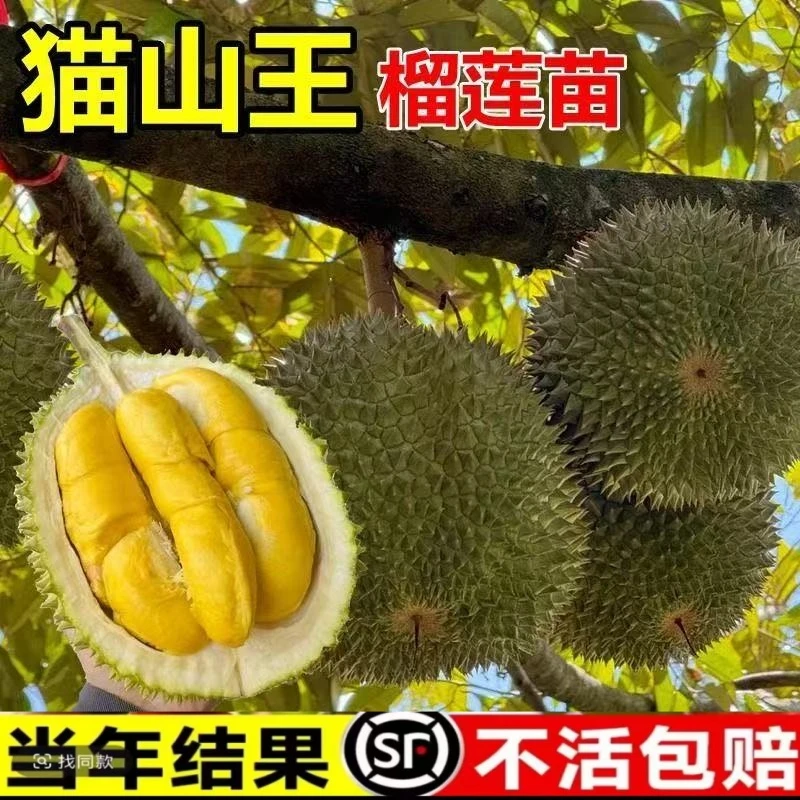 榴莲树果苗南北方四季种植广西嫁接猫山王果树苗地栽盆栽