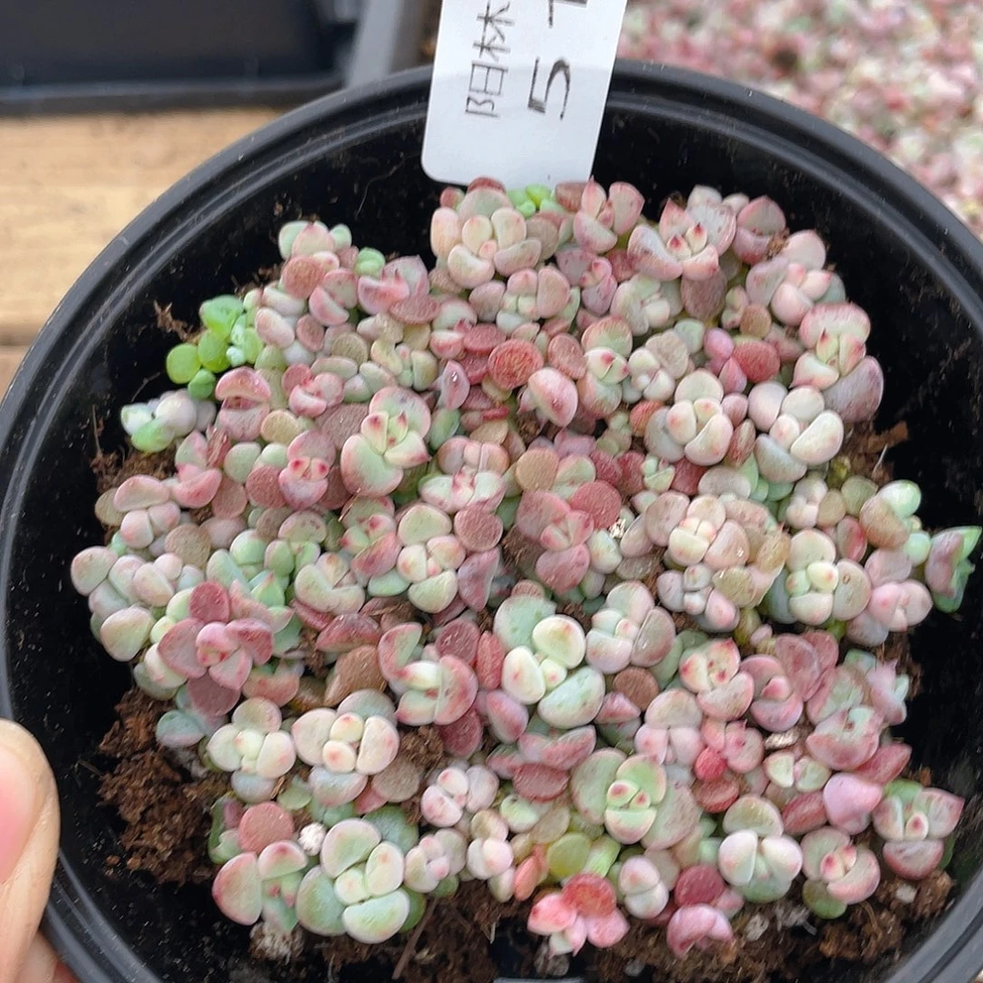 多肉植物多肉植物514