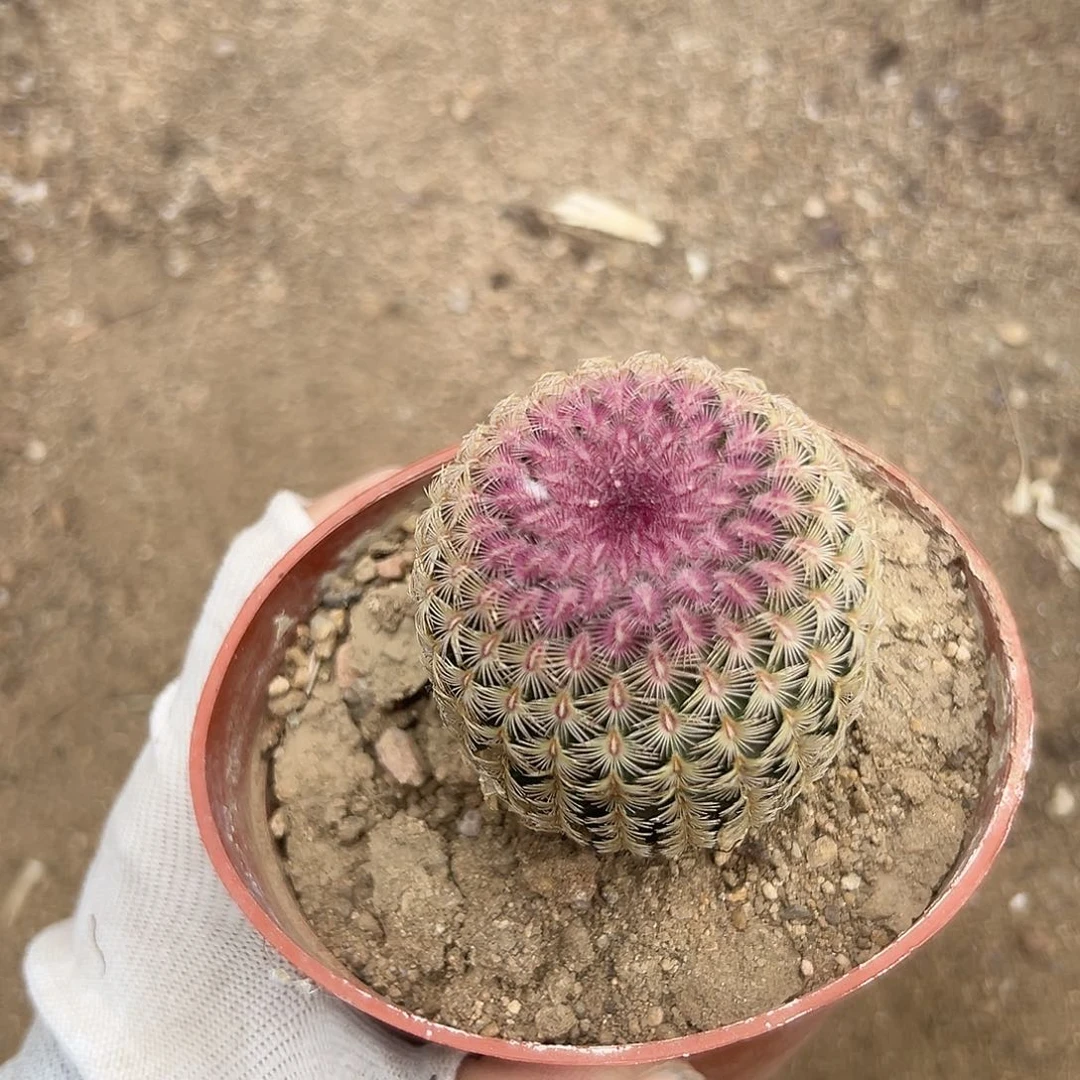 呃呃哦呃呃哦呃呃呃呃