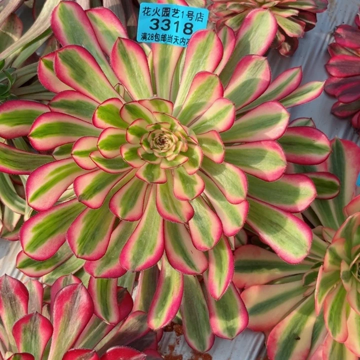 白月光3318多肉植物