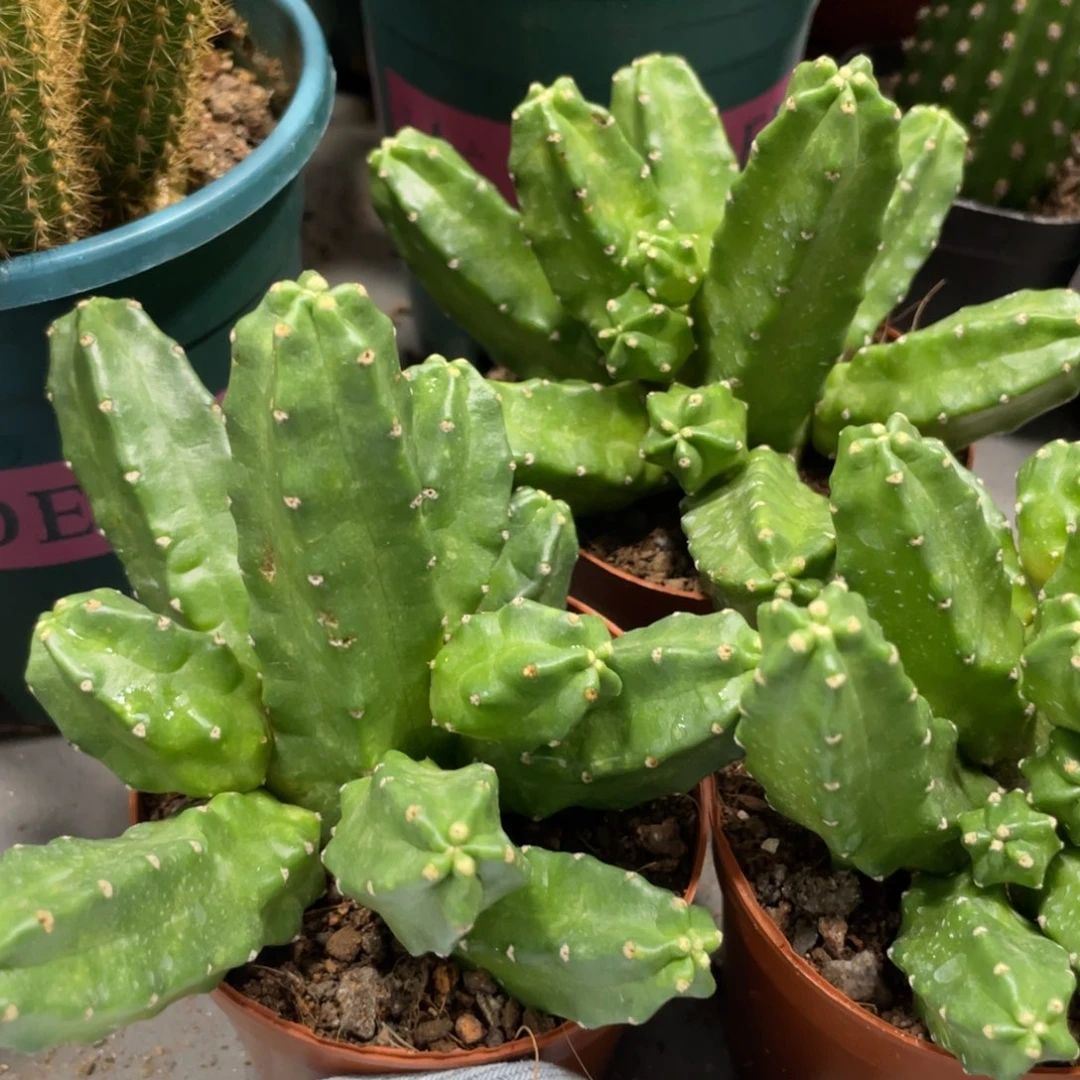 群生多头桃太郎一杯