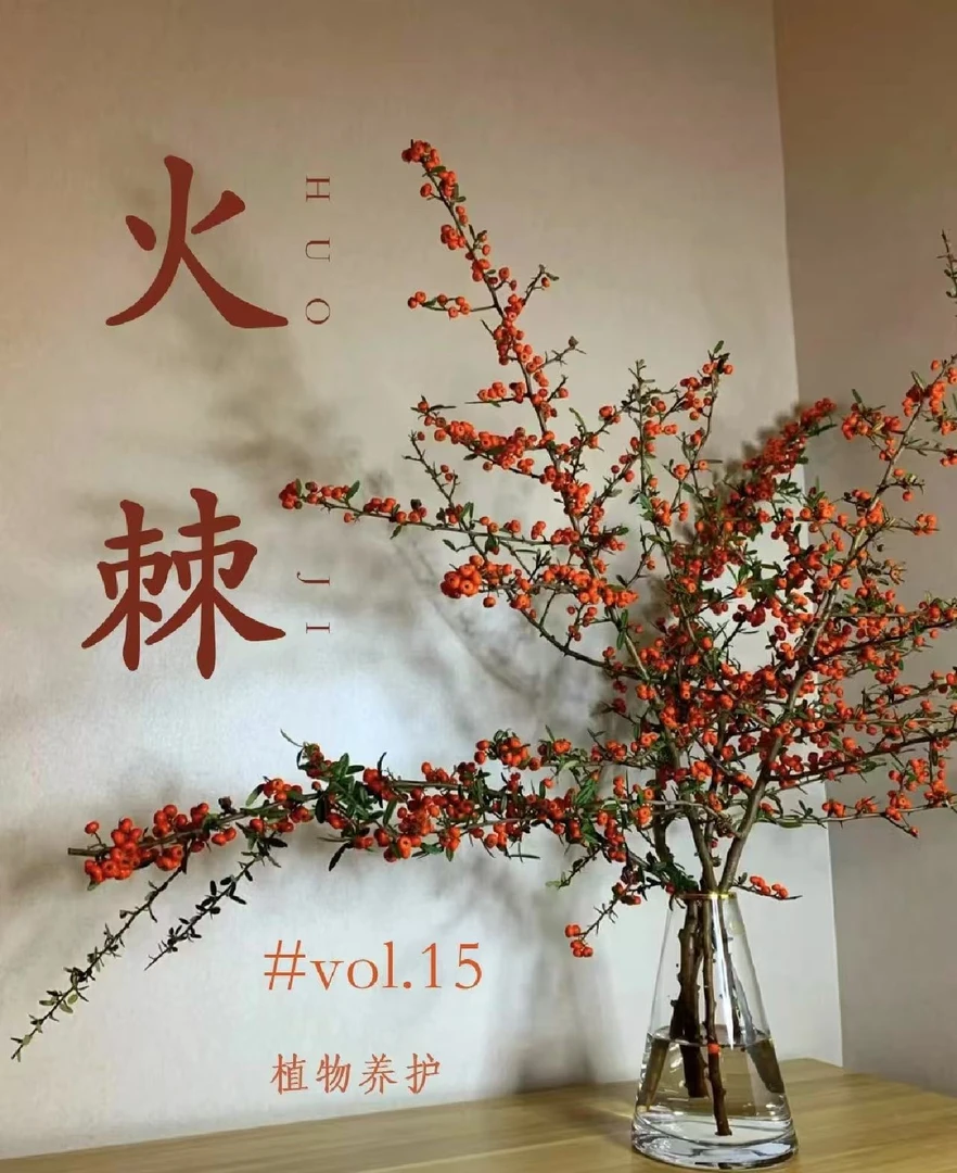 【云南火棘果】云南鲜花 基地直发 高品质鲜花 好养护 花期长