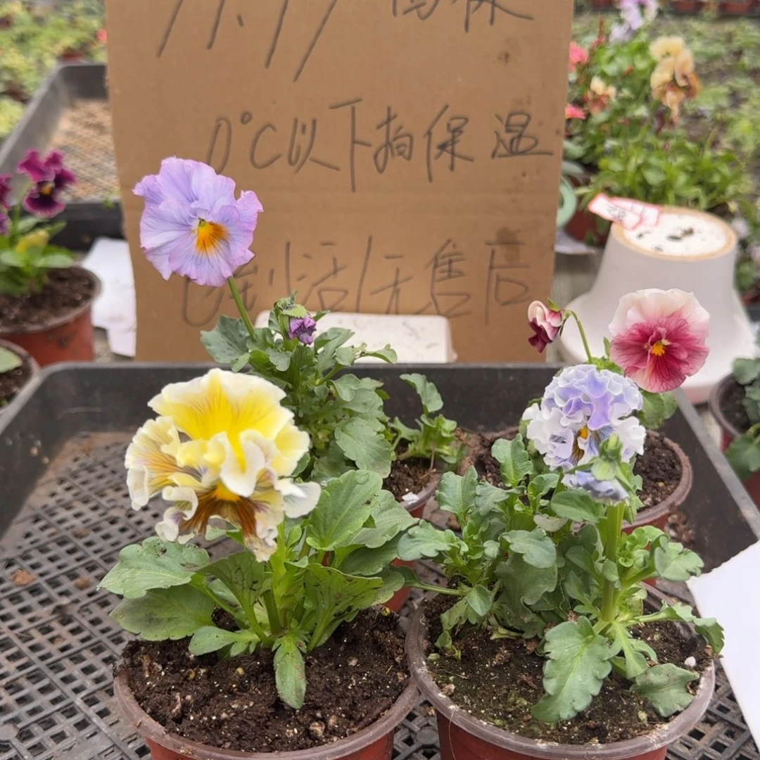 大部分花苞少量开放64