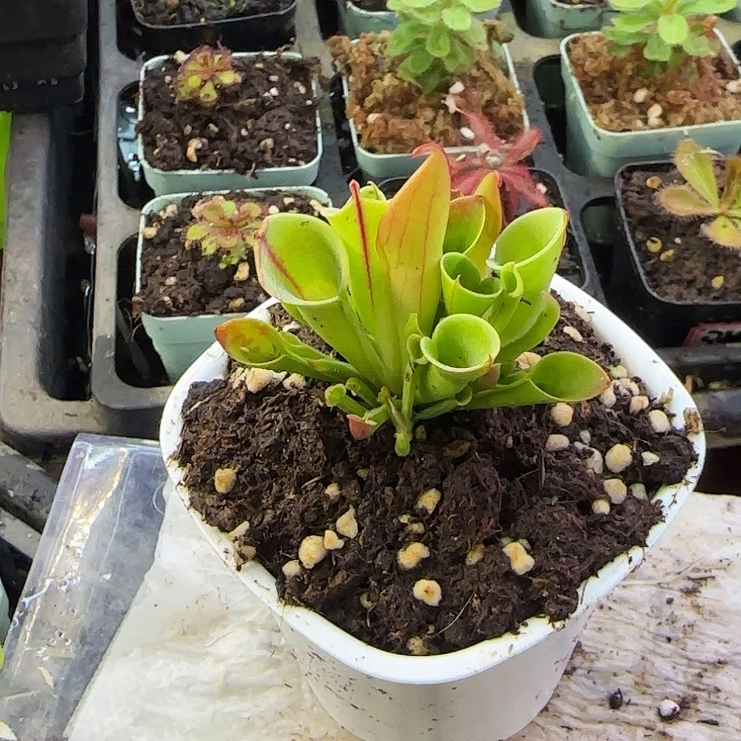 s***9完全开放小太阳瓶子