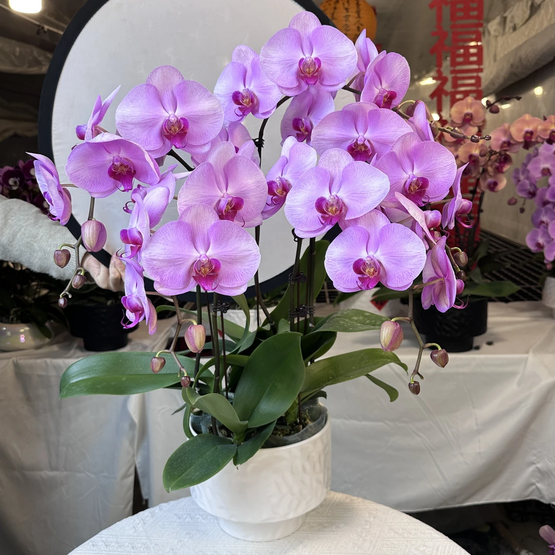 蝴蝶兰倾城】大花 乔迁送礼盆栽室内花卉四季开花花期长易养护5