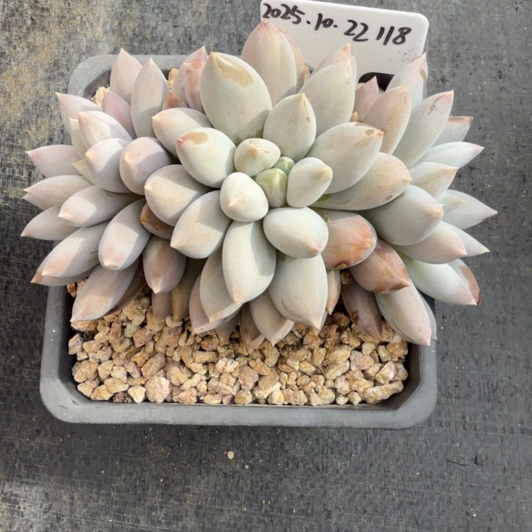 一物一拍精控黄胖体哥特118