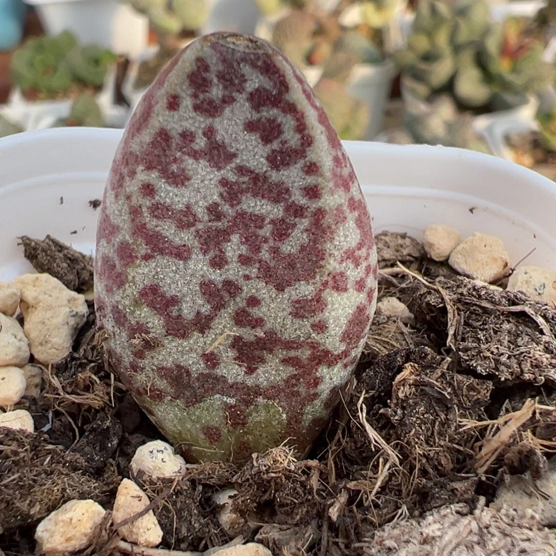 圣诞糖果大苗多肉植物