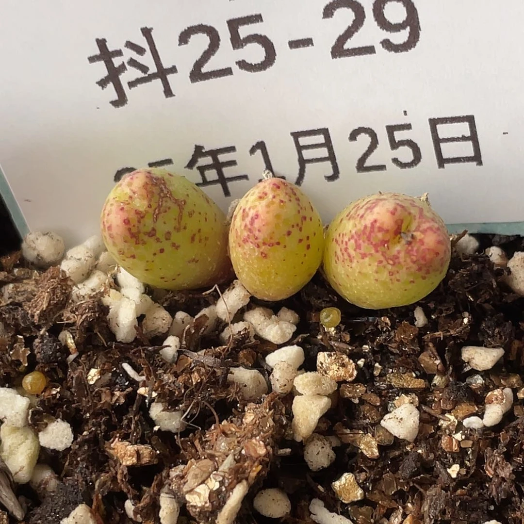 25-29斑马多肉植物