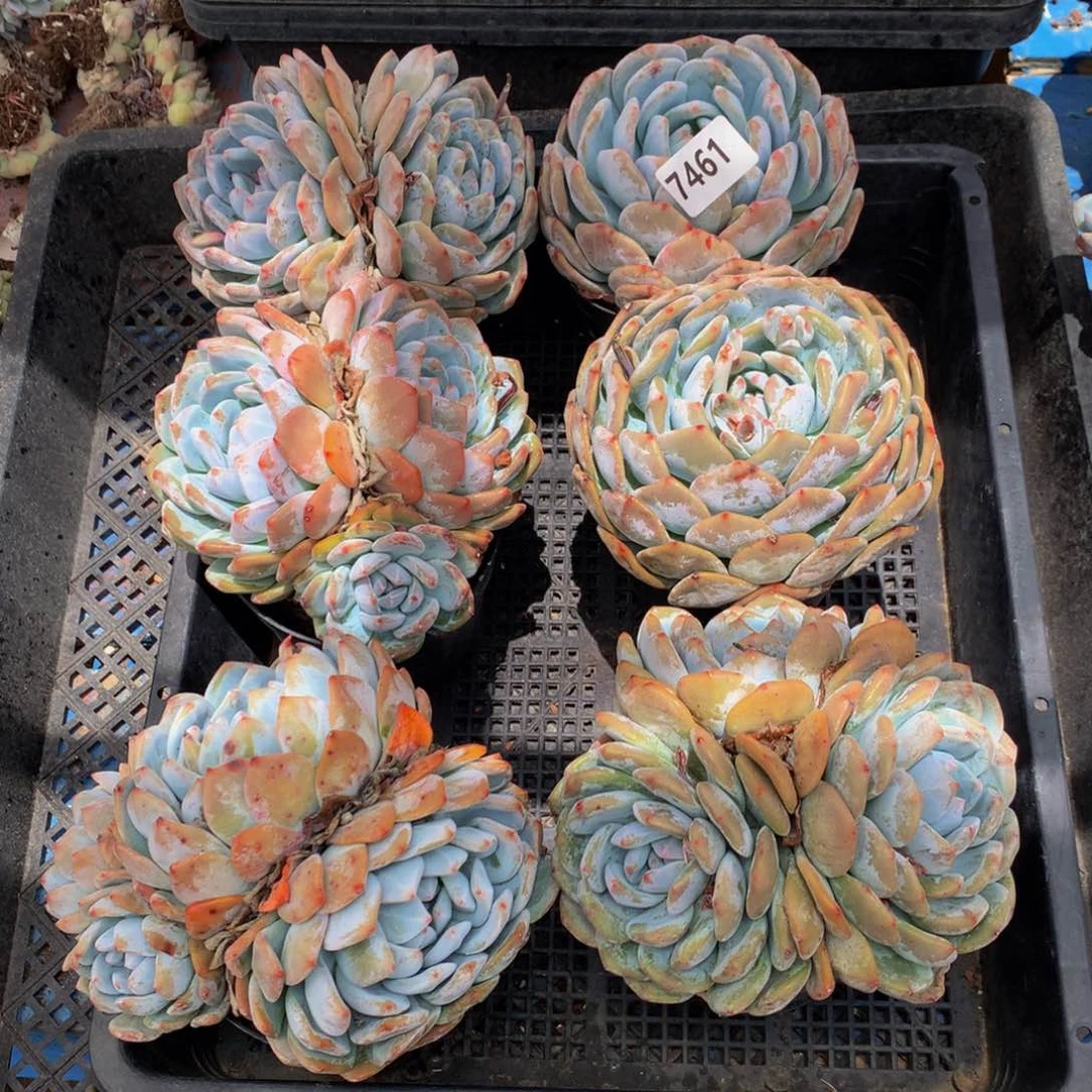 7461六个嗯嗯嗯嗯嗯好喜欢