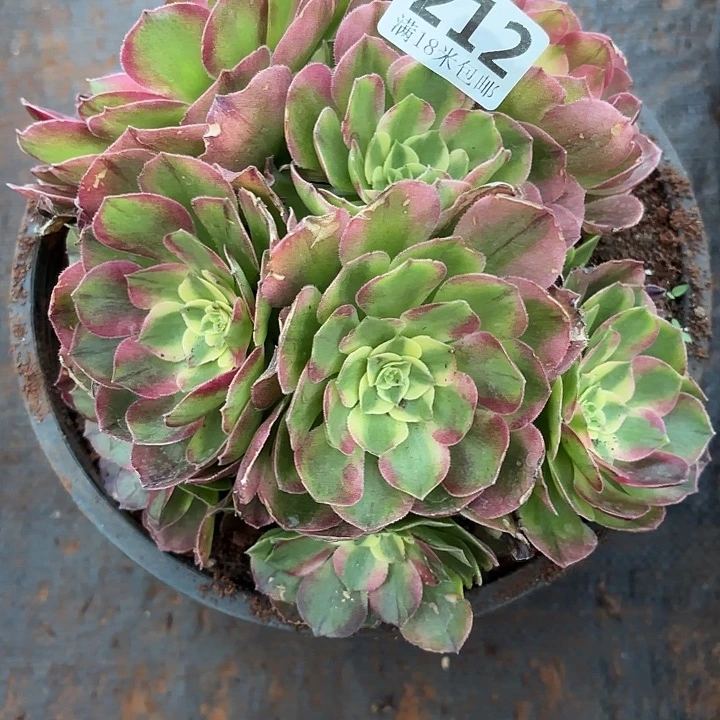 212玉芙蓉掌心多肉法师锦