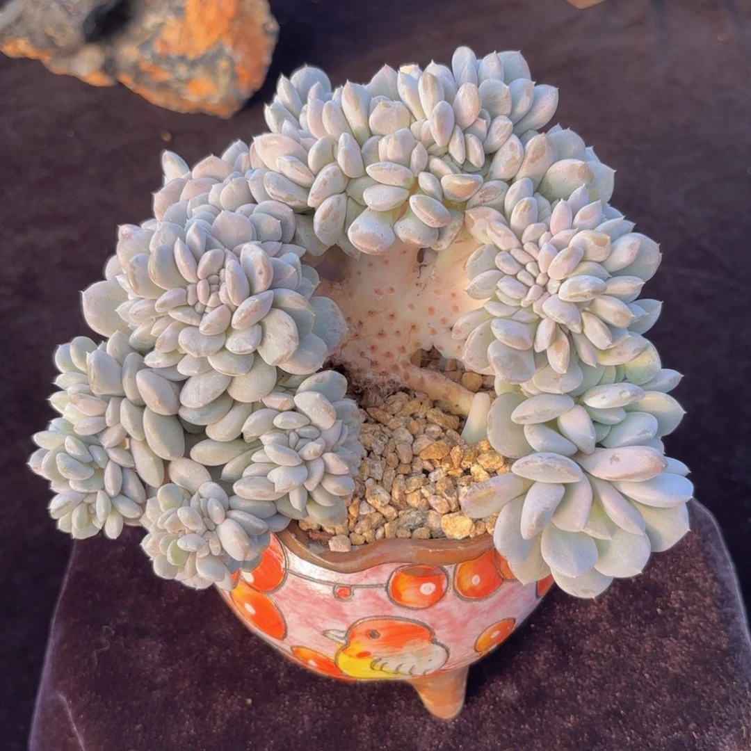 一物一拍，菩提子缀化