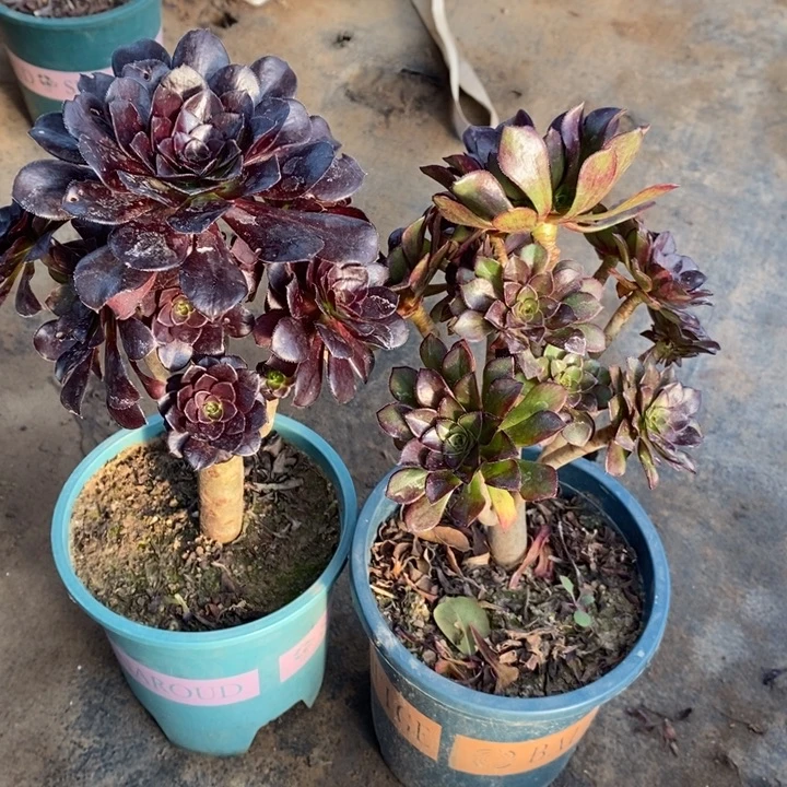 墨法➕黑法7多肉植物法师法师