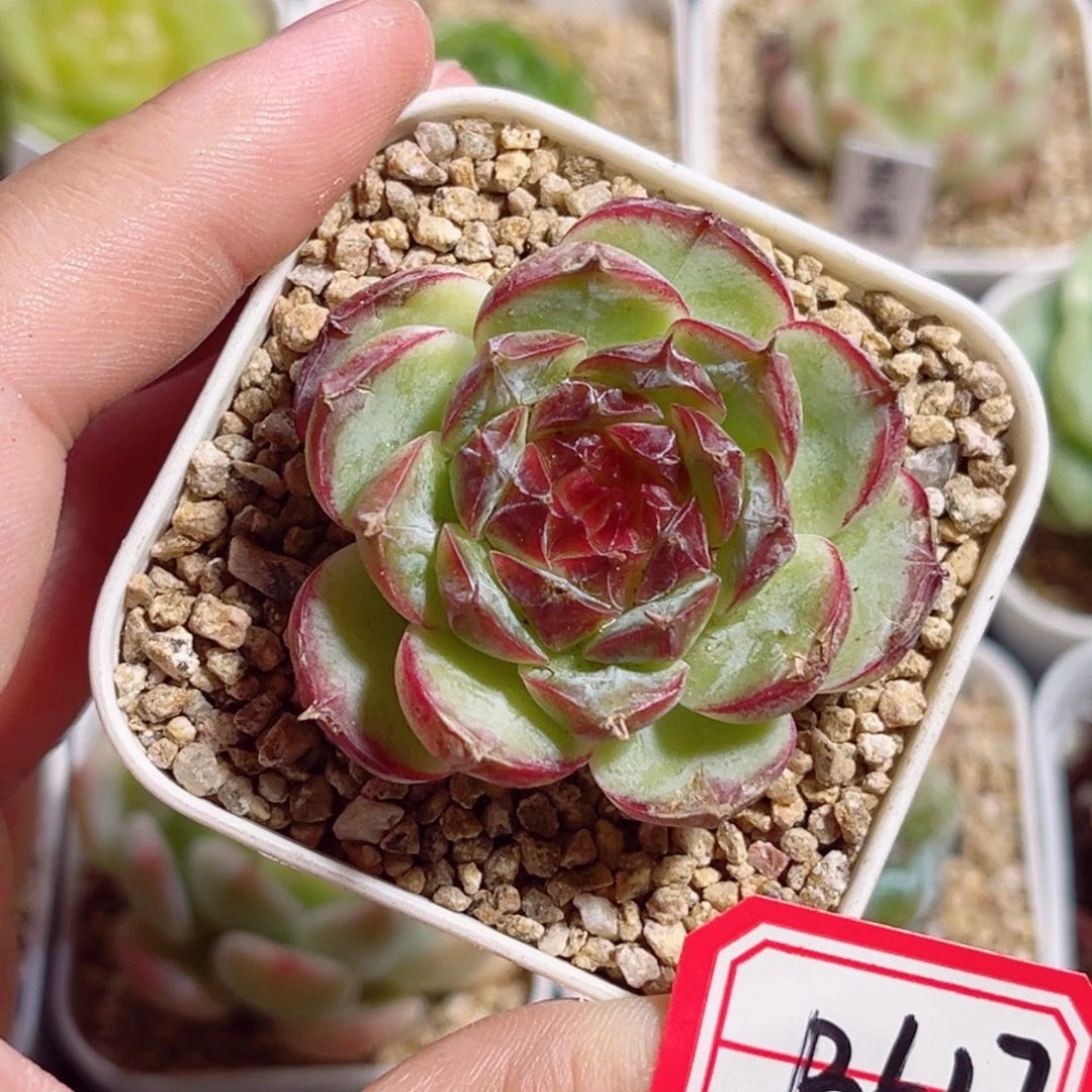 B617 一物一拍 无名珍妮