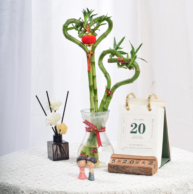 带根心形富贵竹水培室内办公室桌面常青绿植免打理盆栽