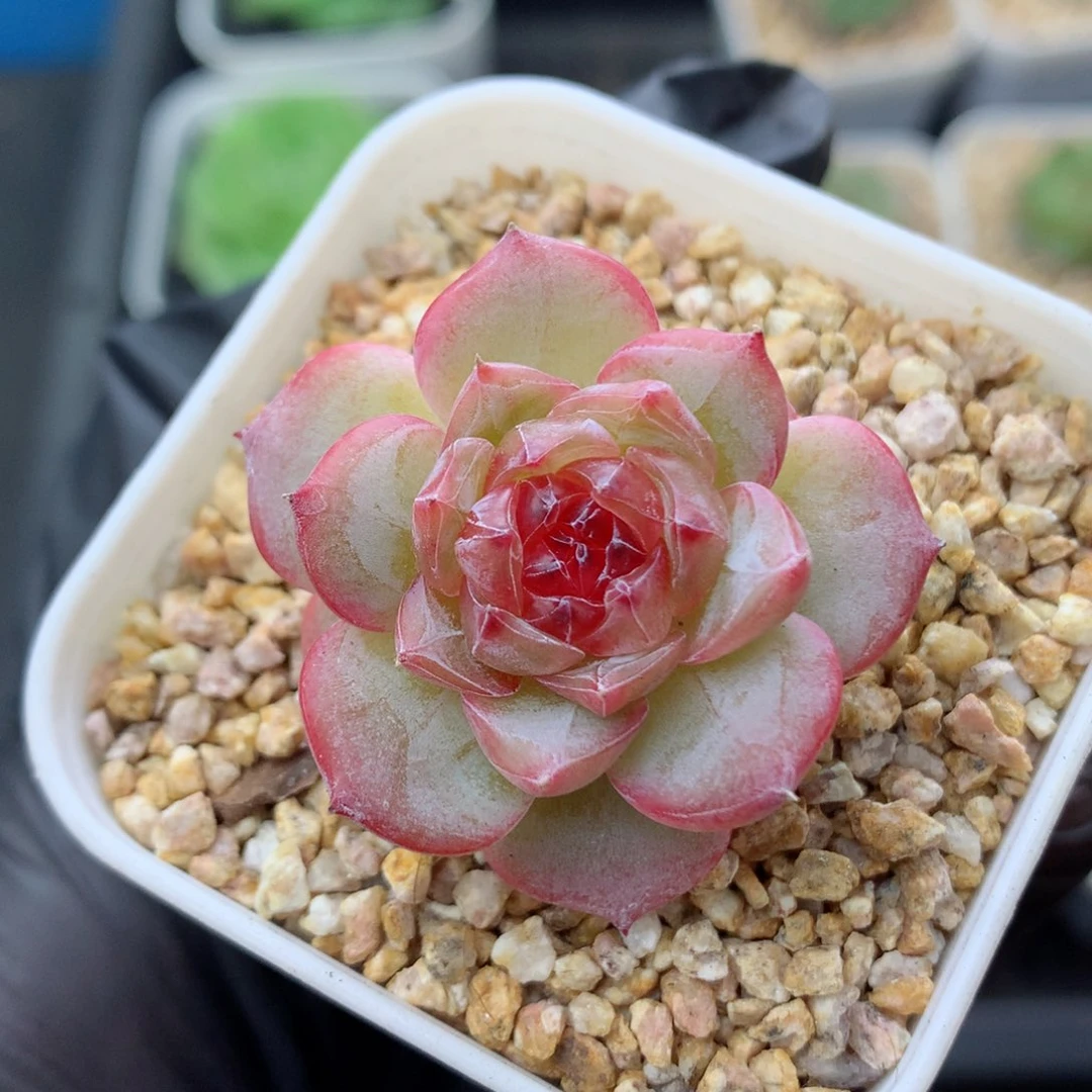 58包邮  群生不包整糖心100