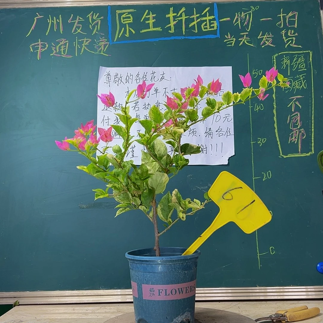 当前无花栽培后可以开花 斑叶米罗  有小瑕61