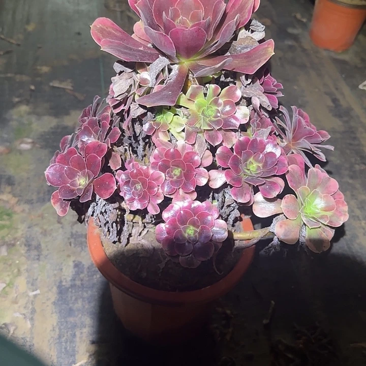 一物一拍多肉法师101