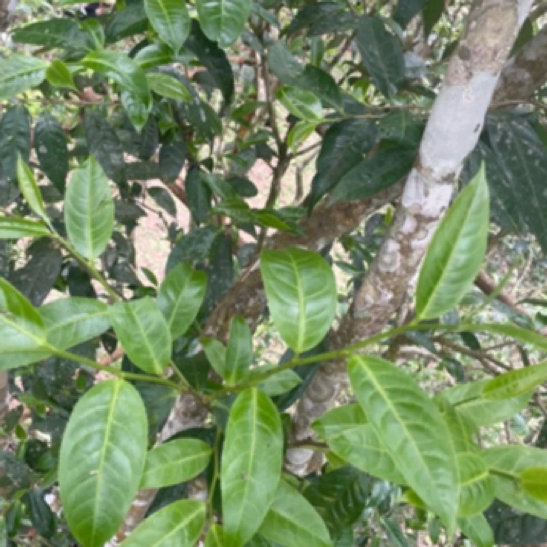 2025年大漆树头春混采100克