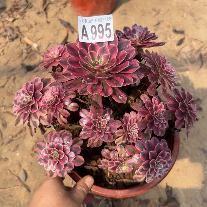 黑铜白……多肉植物……