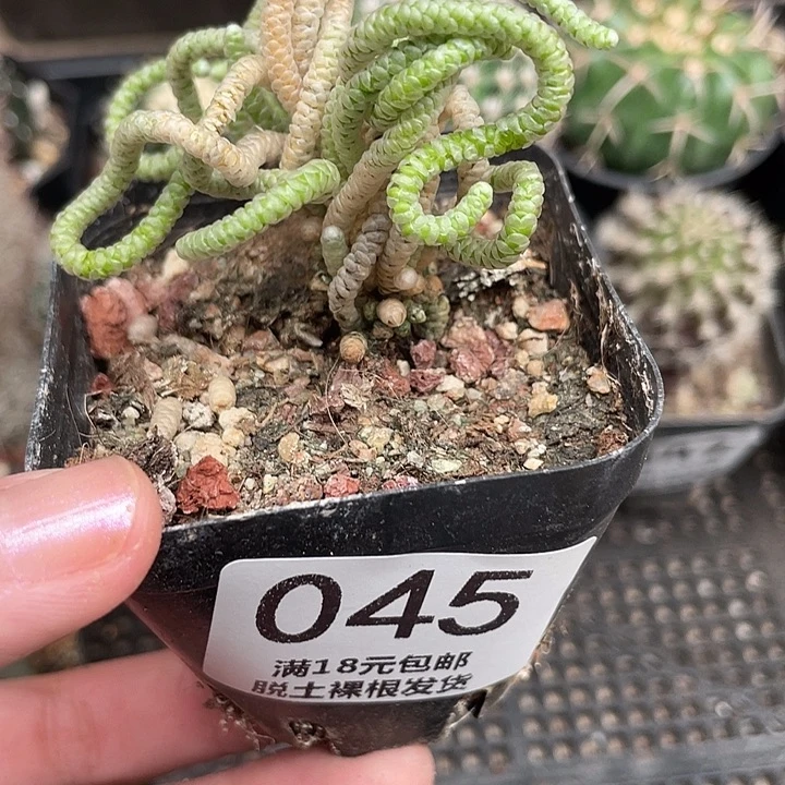 045银蚕仙人球植物