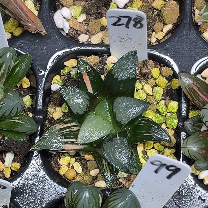 278大型克锦脱土发货