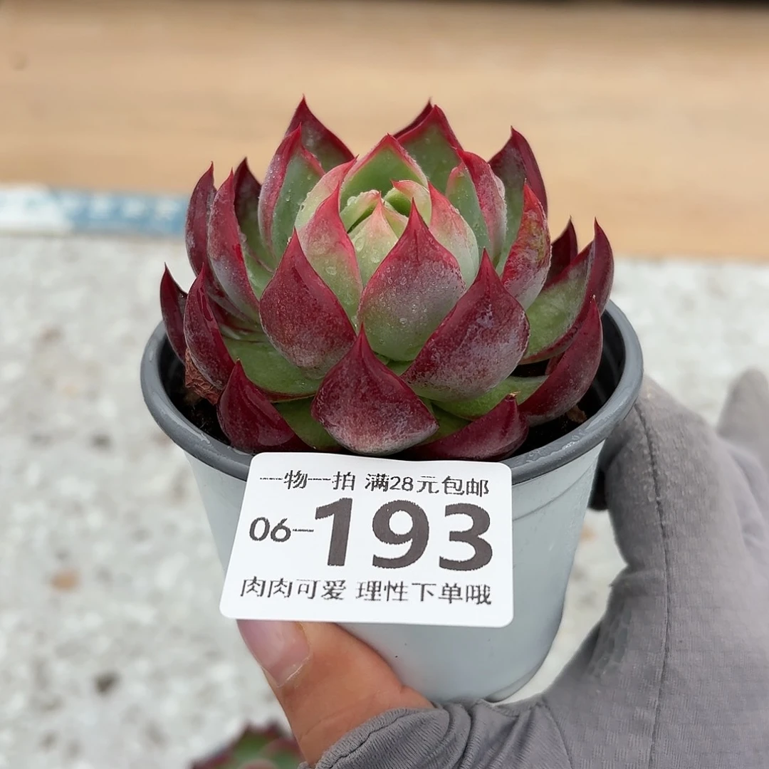 惊鸿多肉无盆土发货无盆土发货无盆土无