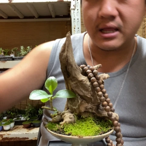 红陶一物一拍所见即所得178