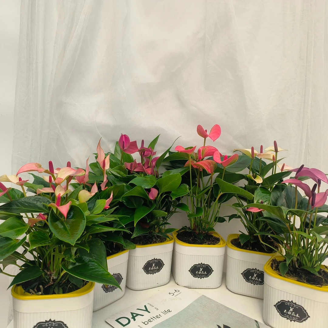 红掌彩色系列、白掌精品系列 (赠水培盆+颗粒肥）