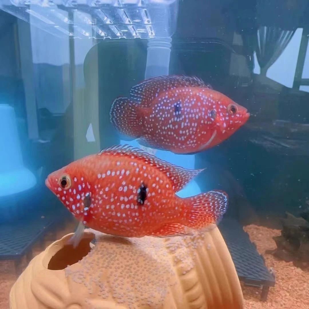 网红宝石鱼血钻鱼蓝宝石招财红色热带鱼活体三湖慈鲷马鲷鱼观赏鱼