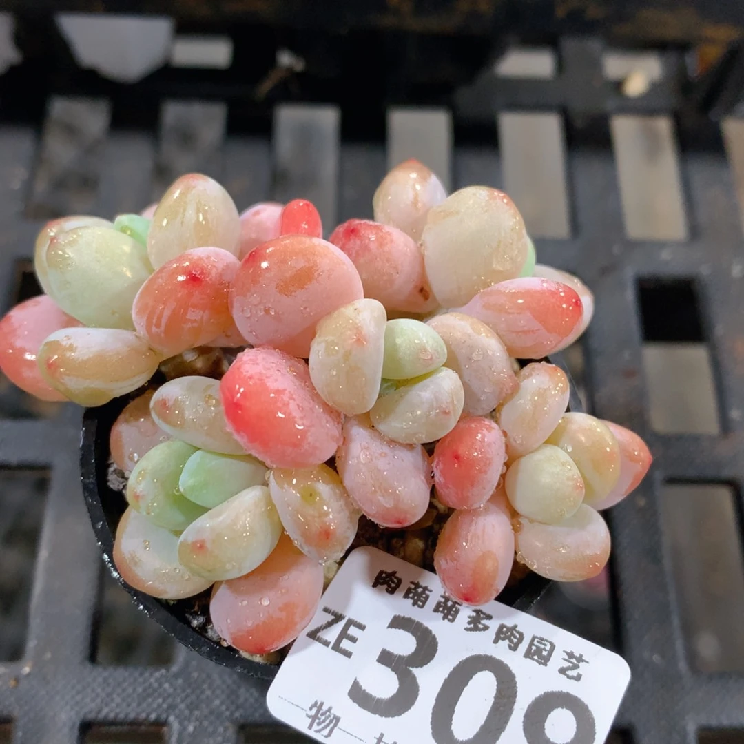 肉萌萌拇指盆精控多肉ZE309