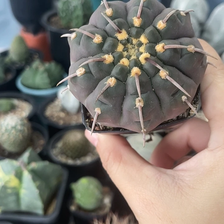 实生紫皮一本刺仙人球